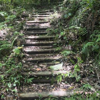 少し寄り道。🚴を降りて低山だけど山登り⛰️