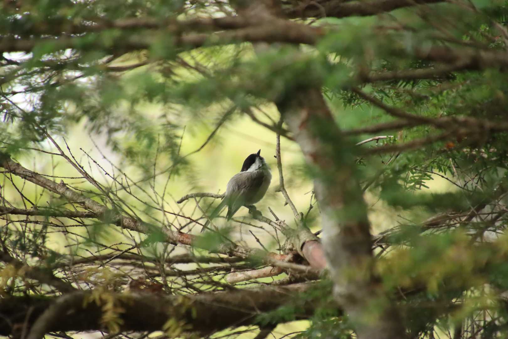 飛びたいの？