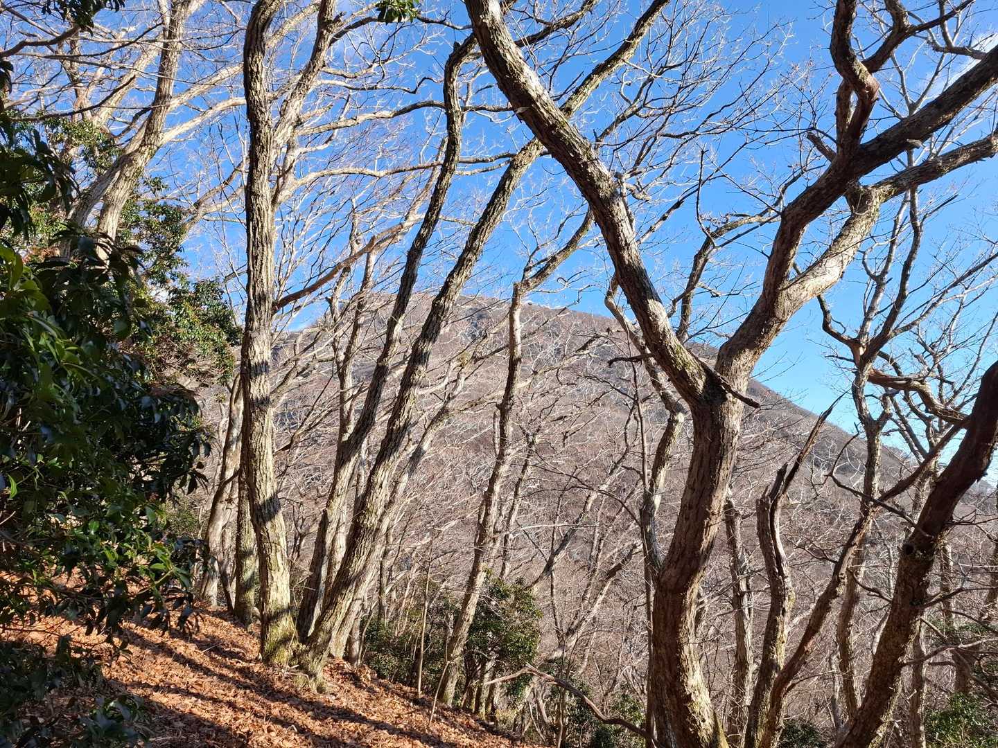 岩井川岳
