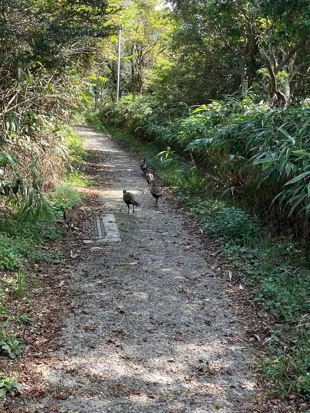 🐦キジ？の群れに先導されてしばらくススム。