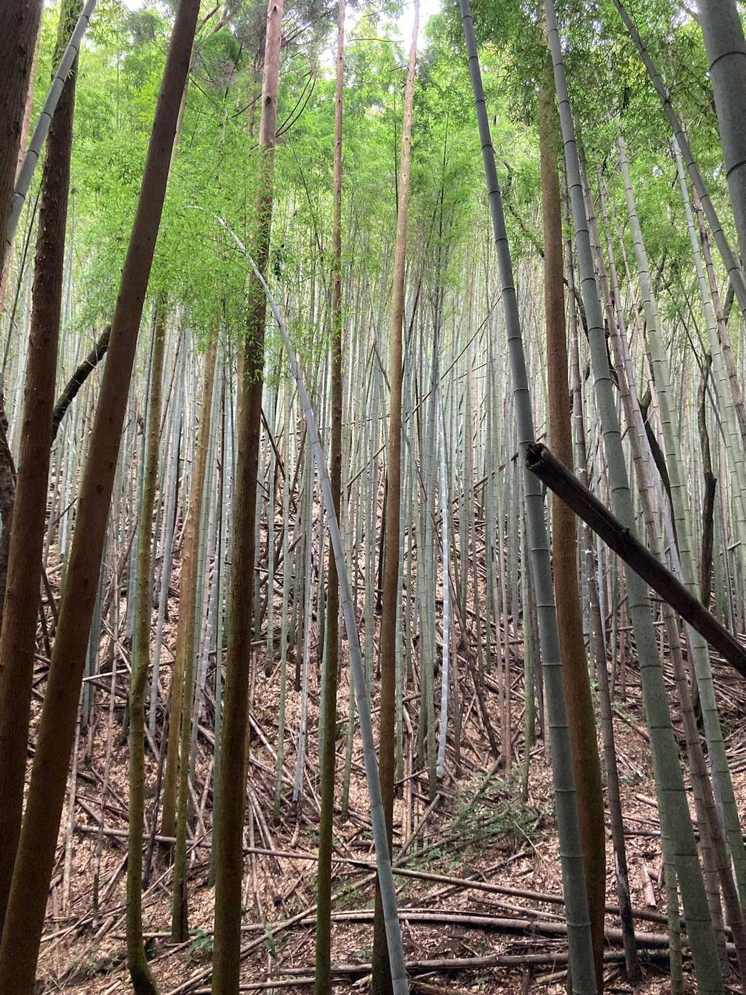 鞍手登山口-妙見山登山口-妙見山-六ヶ岳 周回コースの写真