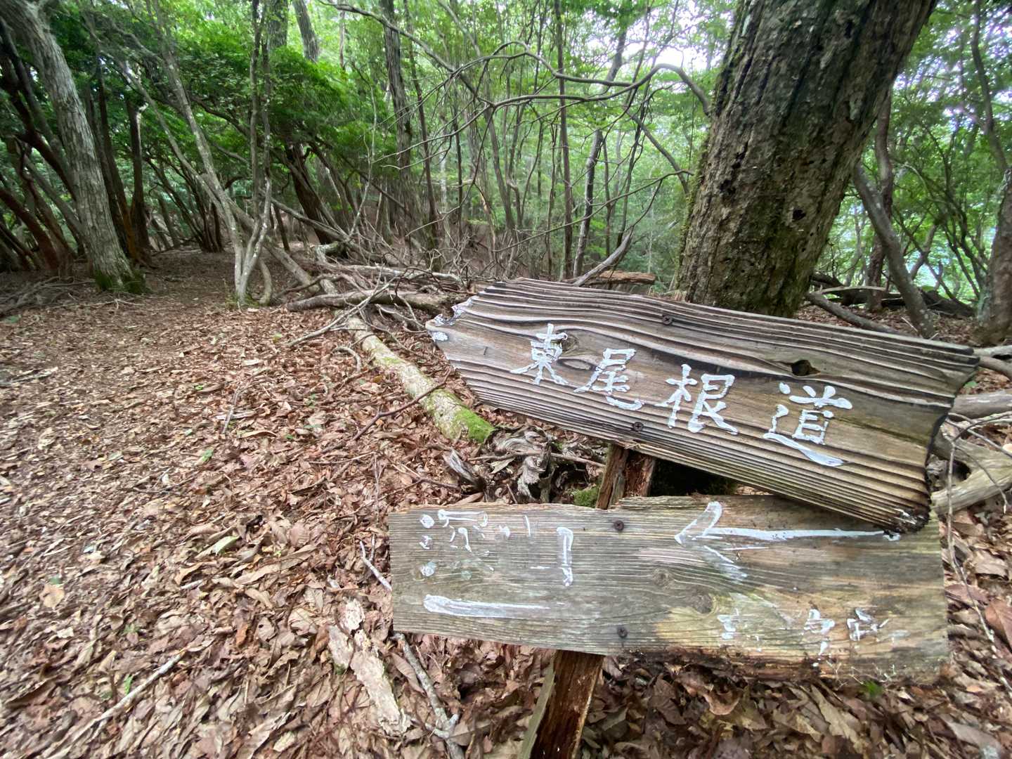 東尾根道を下ります。