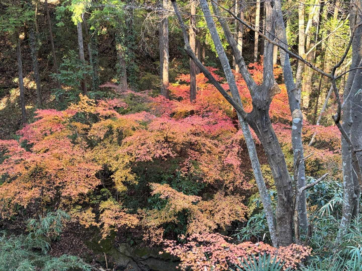 紅葉🍁🍁
林道(舗装道路)歩き🥾