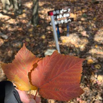 😉ようやく 赤松ピーク🪧です(4座目)
ウリハダカエデ🍁覚えたョ😙かわいぃ🫶