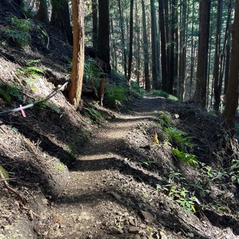 扇山とは全く別世界の林道🌲