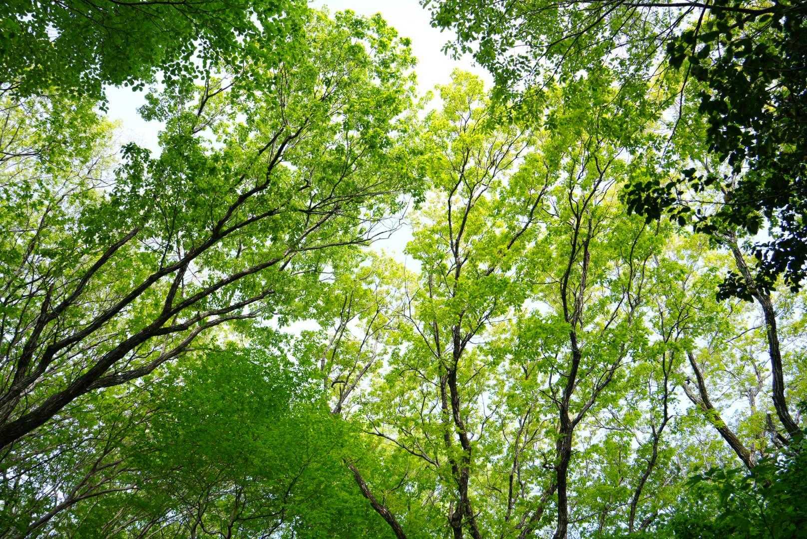 樹林帯が長いです