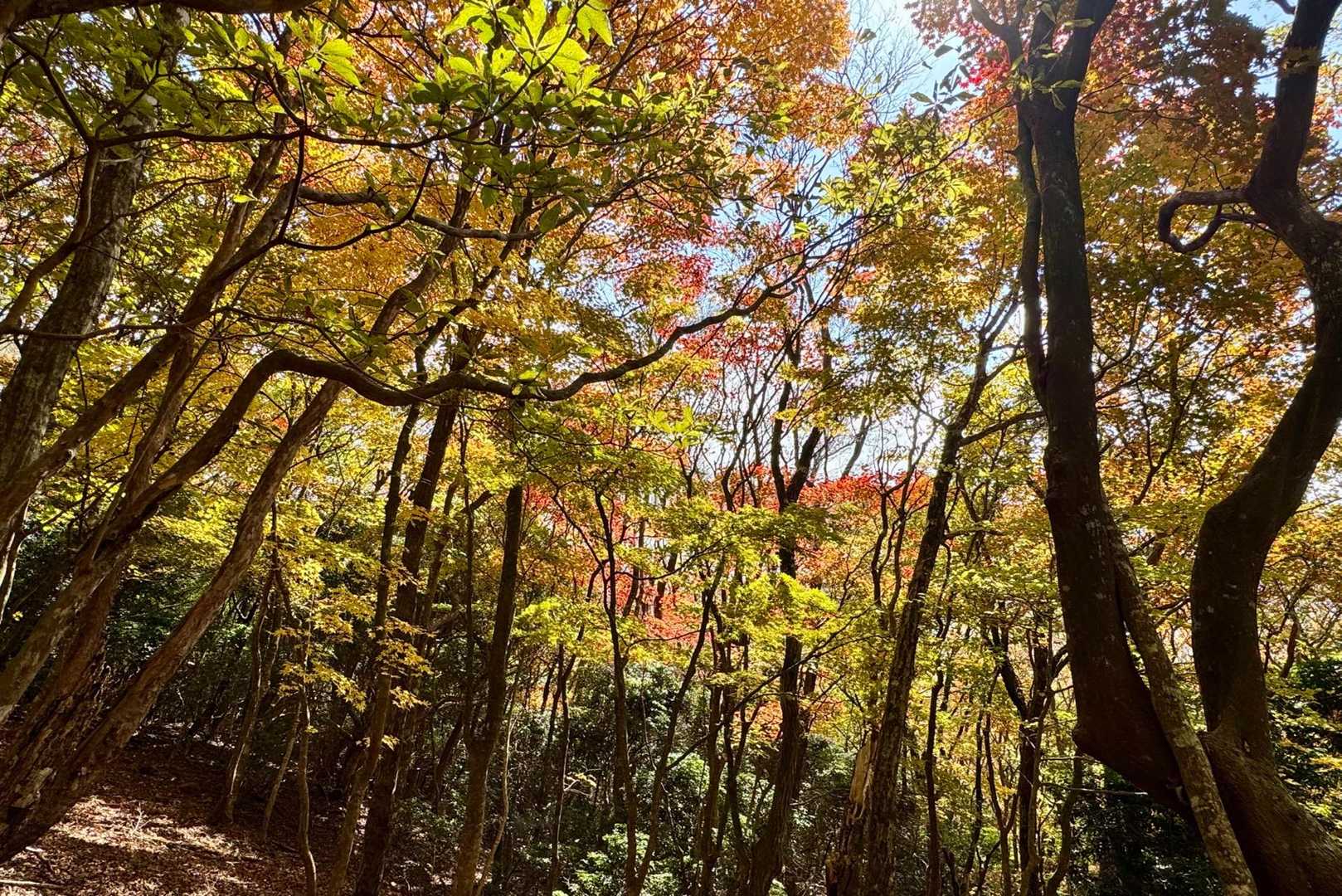 👏🍁