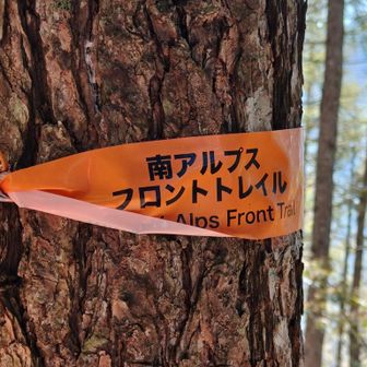 ピンテではなくこのオレンジテープが目印です👌
たくさん付いてますので見失わなければ道に迷うことはなさそうです😽
ただこの時期はオレンジの紅葉の葉があると見にくい😅