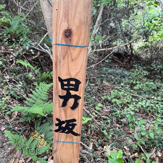 少々険しいから？初めて見ました。