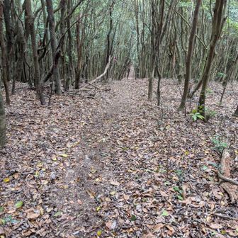 白滝山までの縦走はどうする⋯？
あまり来ないところだし、行ってみましょう！
ここから白滝山までの登山道、ブロワーをかけたように落ち葉が無く歩きやすかった。