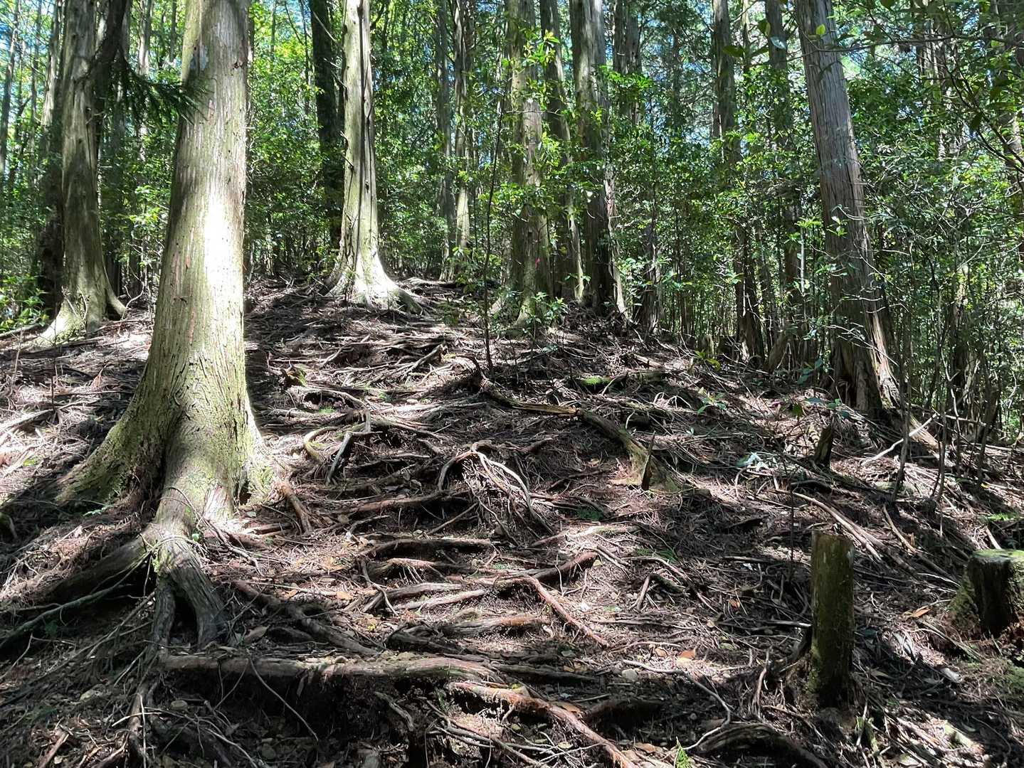 タママツ尾根登山口-法師山 往復コースの写真