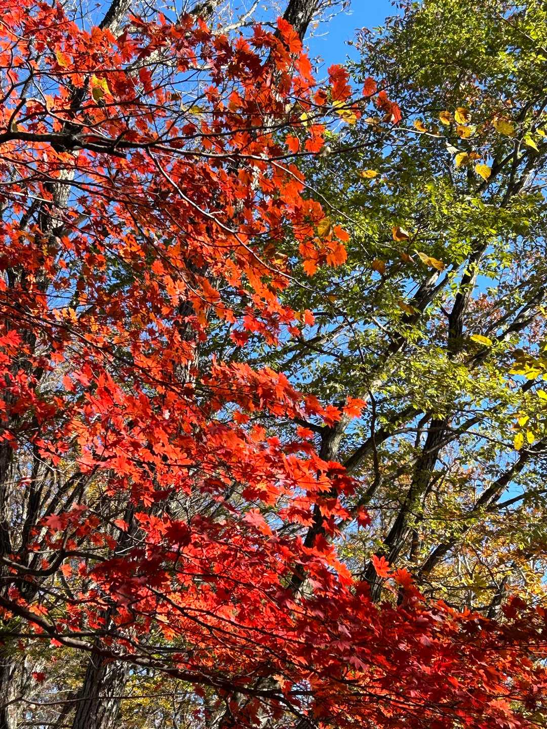 鼻曲峠-鼻曲山 往復コースの写真