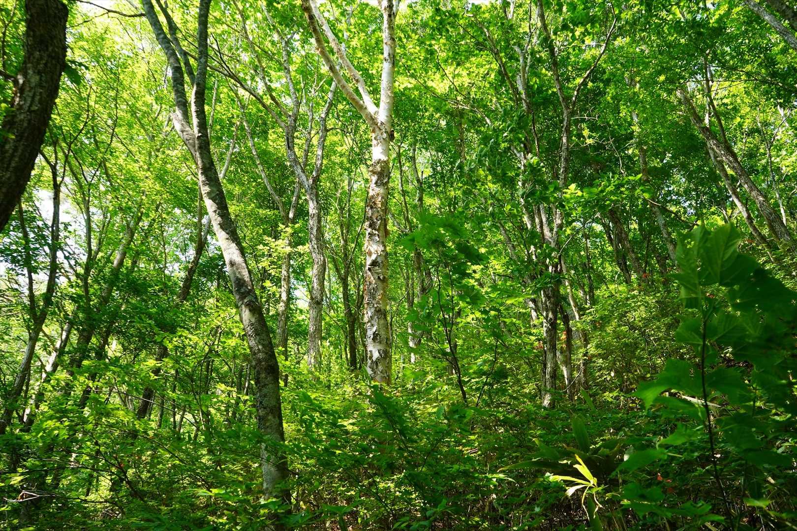 緑が綺麗🍃
松手山コースからの下山は急下りもあり疲れた💦
暑くて飲み物3Ⅼ飲み干した
距離は長いが下りは水と🚻のある平元新道の方が歩きやすいかな