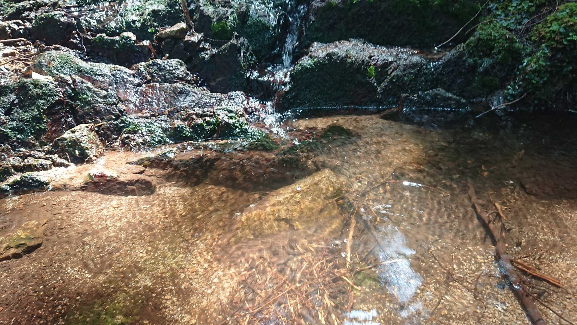 綺麗な水💦
アメンボが水の上をスイスイ😊