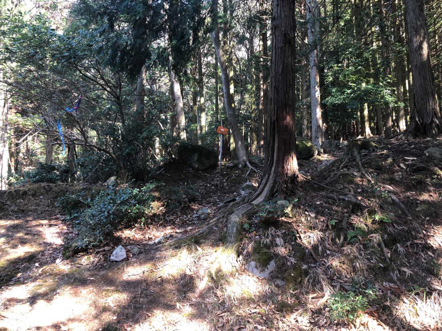 尻付山-ハジカミ山 往復コースの写真