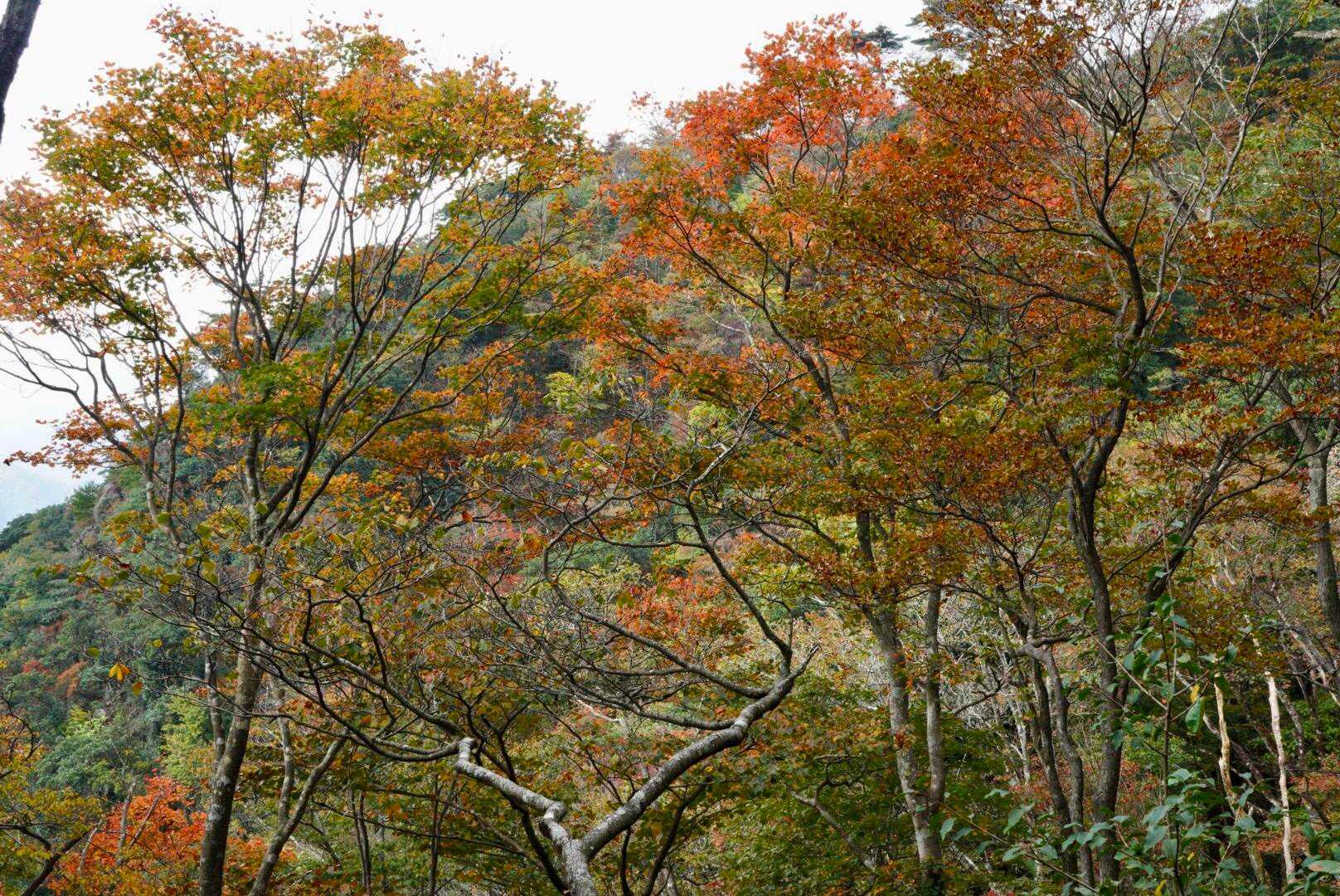 宮指路岳-小社峠-仙ヶ岳 周回コースの写真