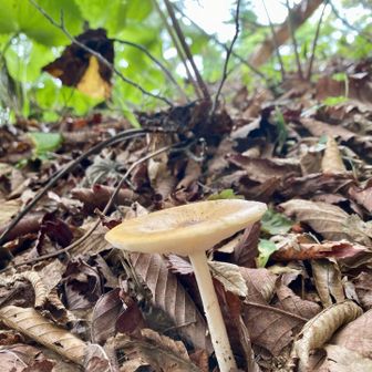にょき🍄