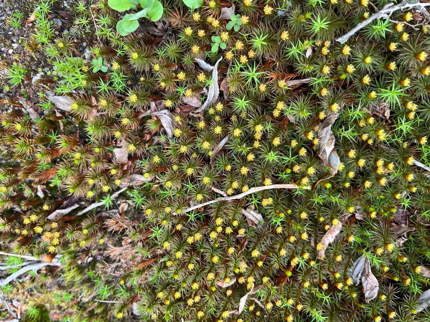 苔に花が！