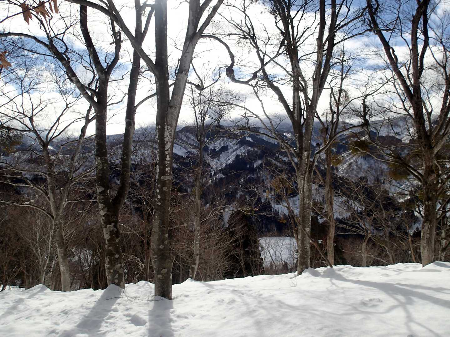 ブナの木立が続きます
