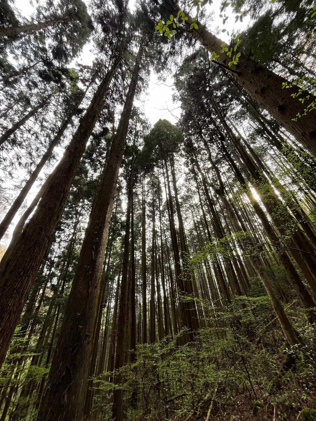 木に囲まれてる🌲