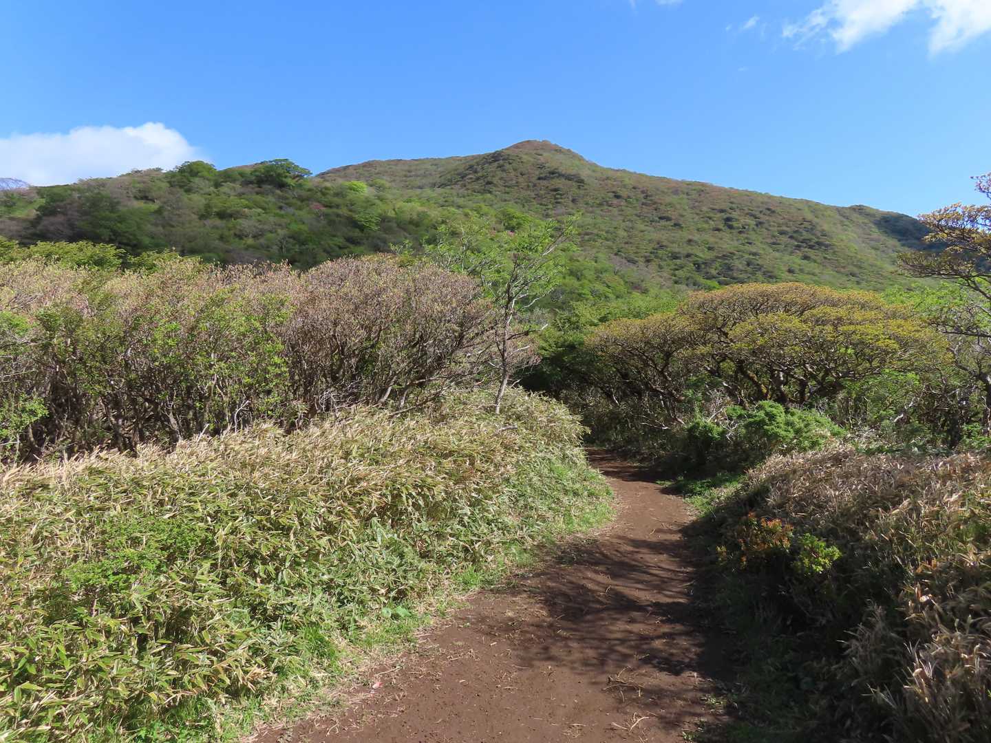 坊ヶ沢分岐付近から見た神山（箱根山）