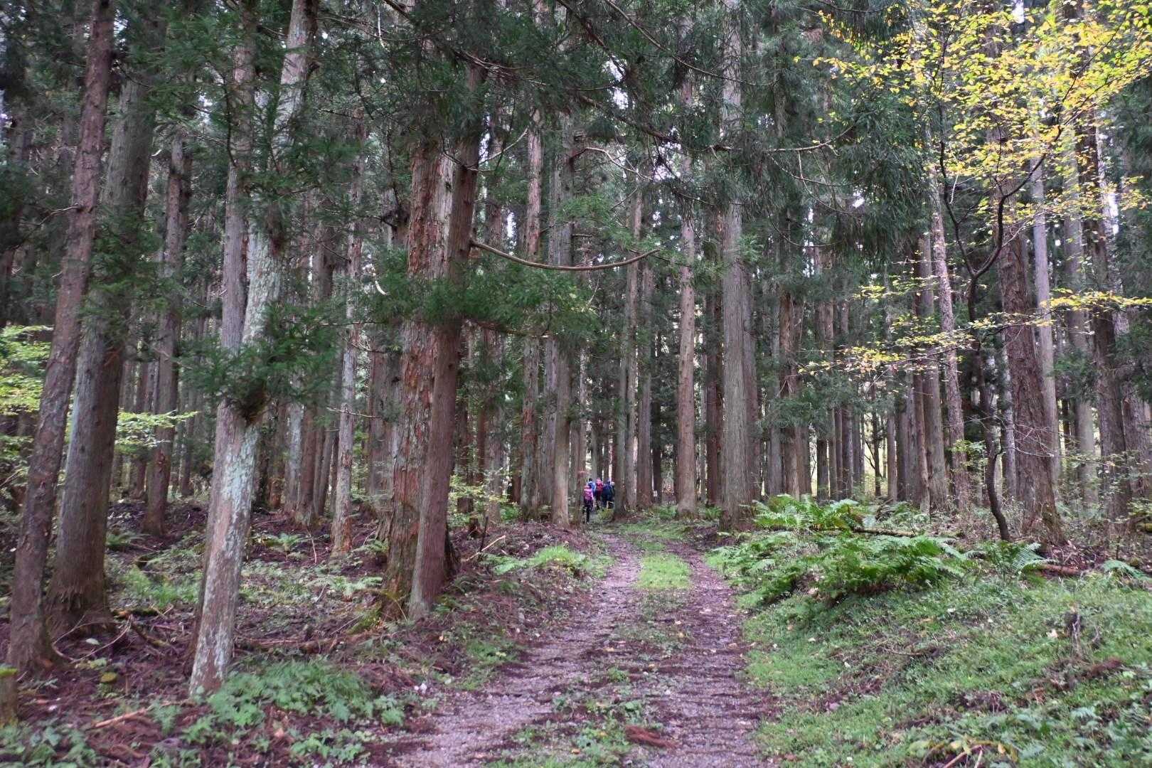 林道を歩く
