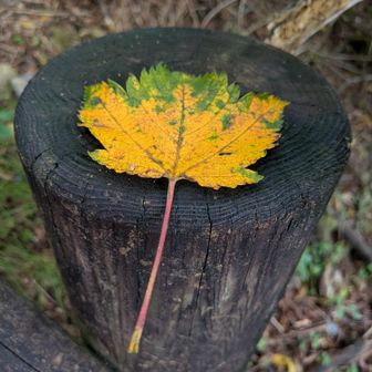 置いてあったけど、栞(枝折)のような　山では秋の気配🍃