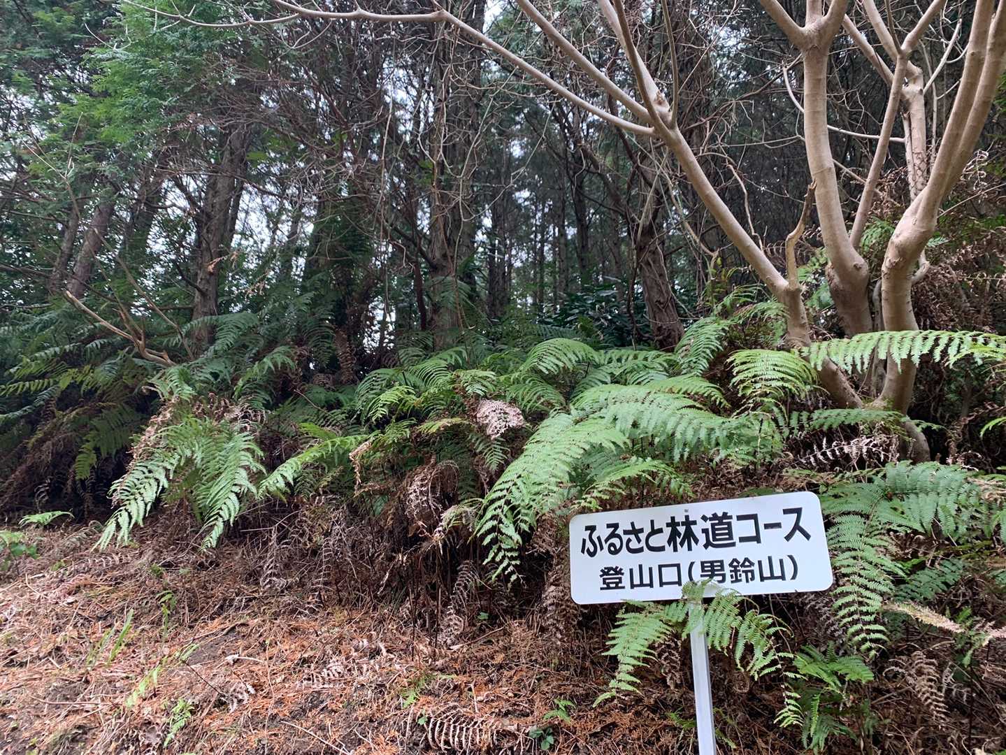 🅿️の目の前が登山口