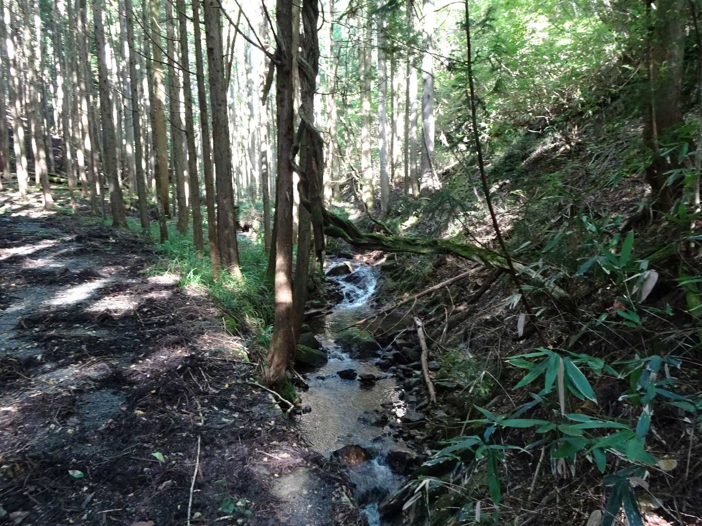 沢の側は涼しくて気持ち良い