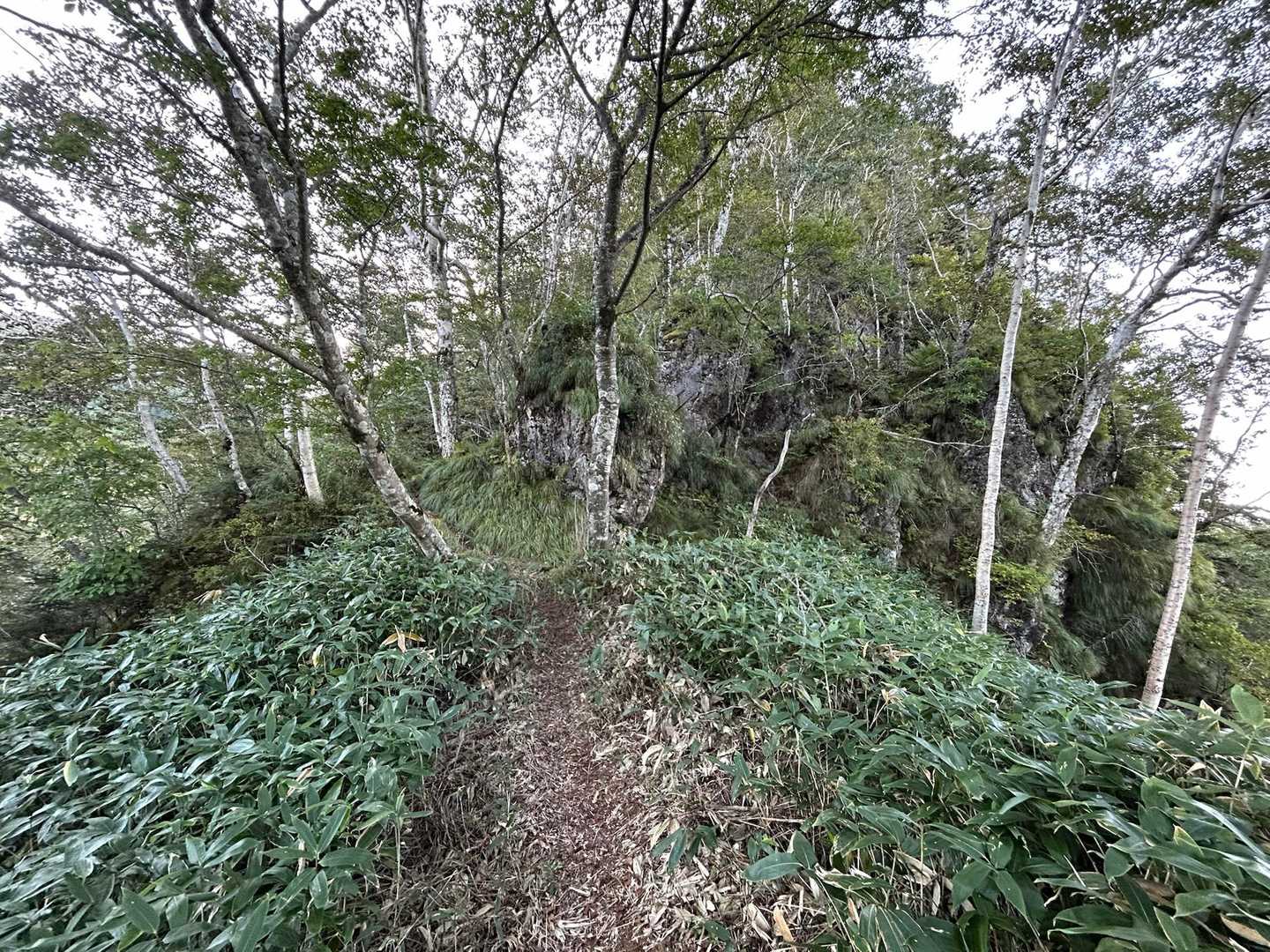 コレが地形図にある「岩場」かな？😶