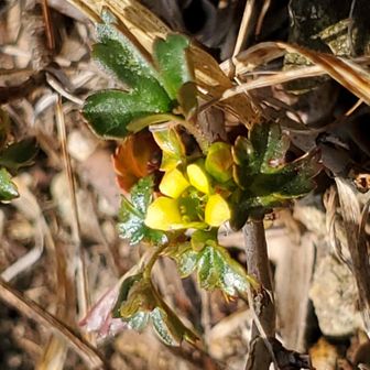 可愛い🟡花も
お名前は？何？子？