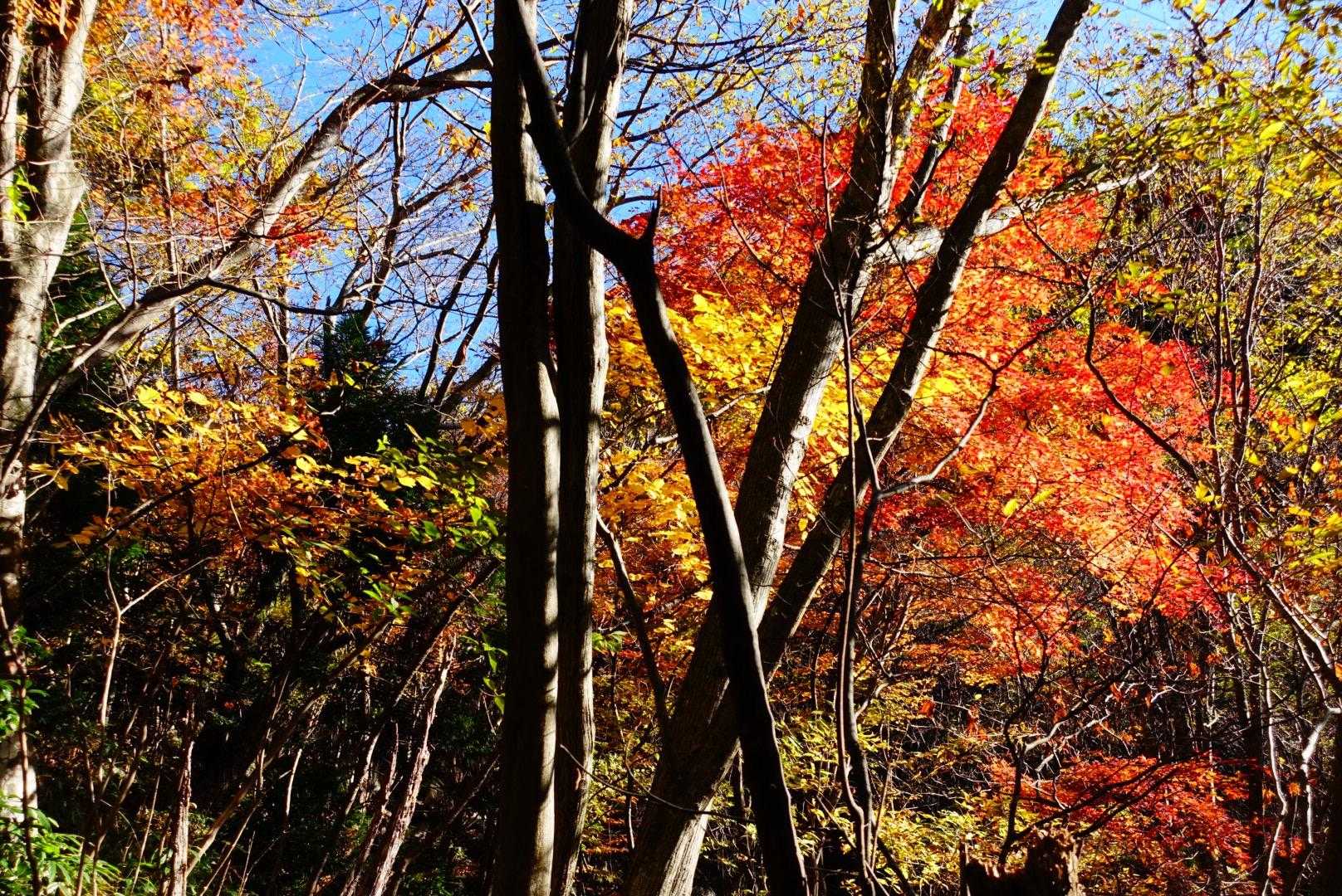 紅葉もしている🍁