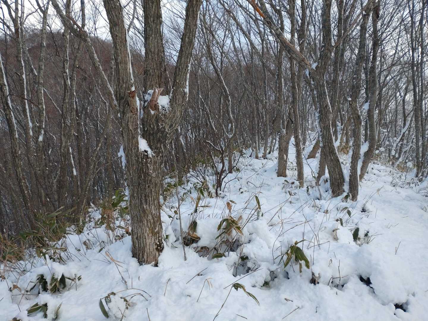 尾根に出る前に何度も立ち止まって休憩💦
だらけてたのと久々の雪でふくらはぎ痛て～