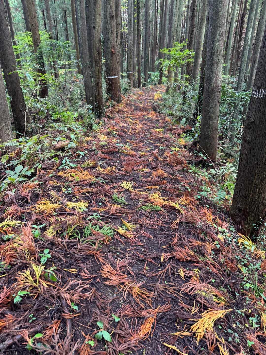 カラフルな登山道✨