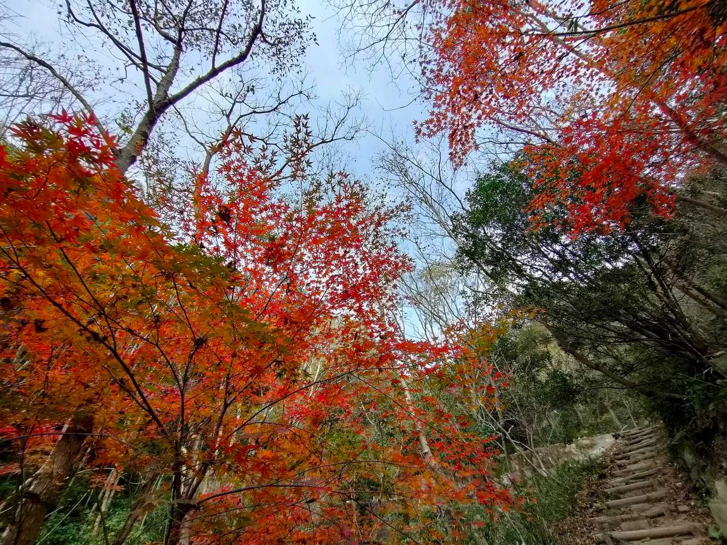 10日前より随分赤くなりました🍁