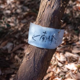 網代弁天山・網代城山 グレピ南峰へ