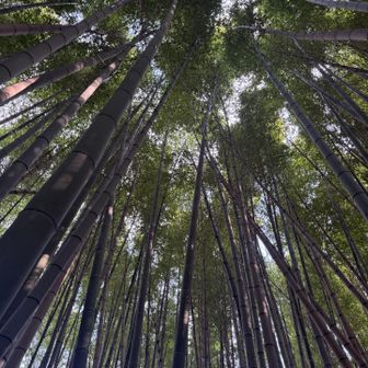 この真っ直ぐ伸びた竹🎋の感じ
カッコいい！
