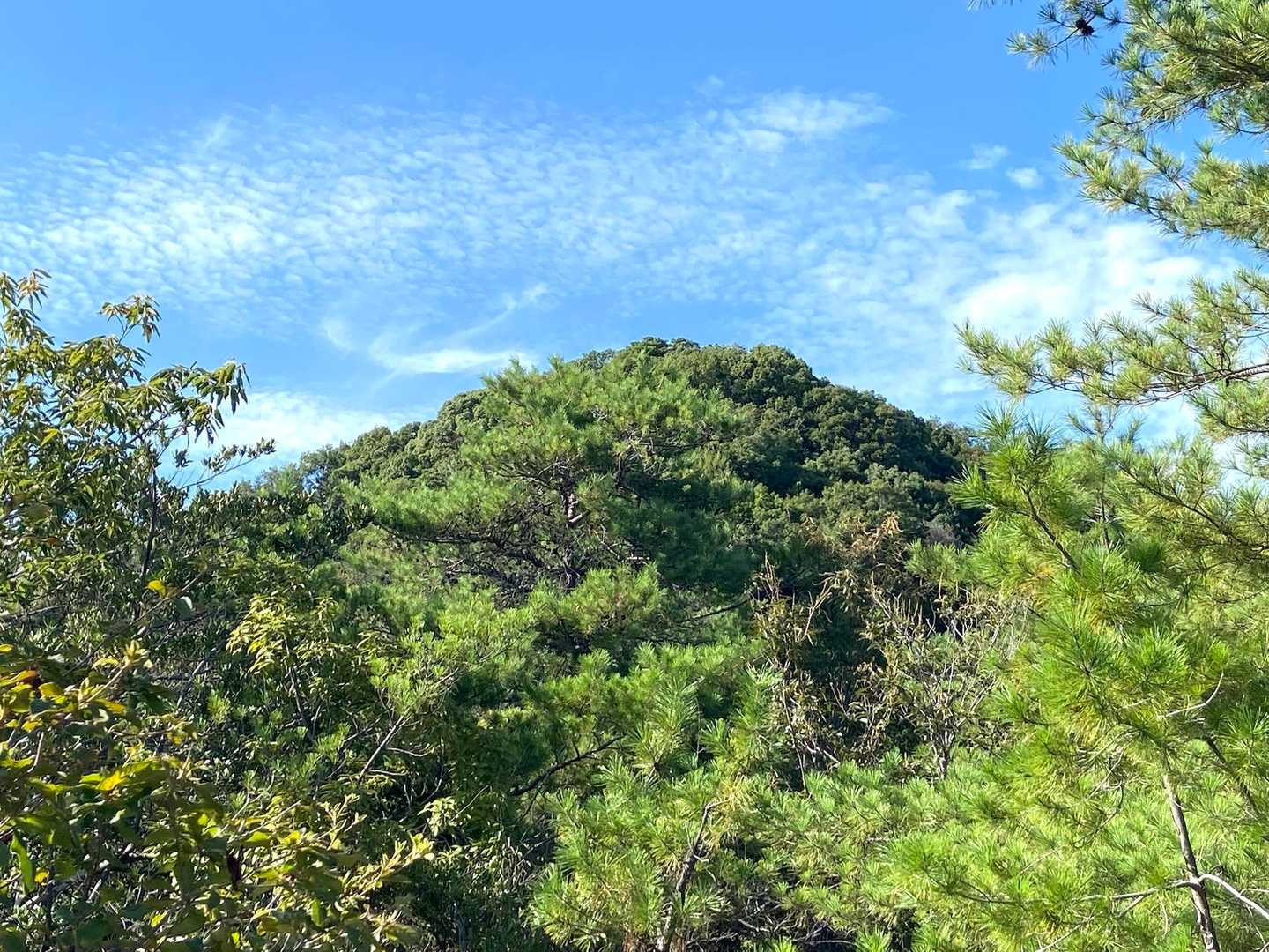 尾長山-牛田山 往復コースの写真