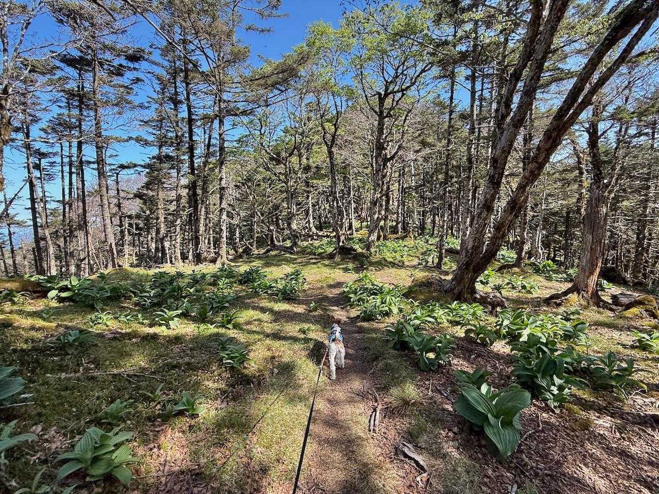正面に仏生嶽