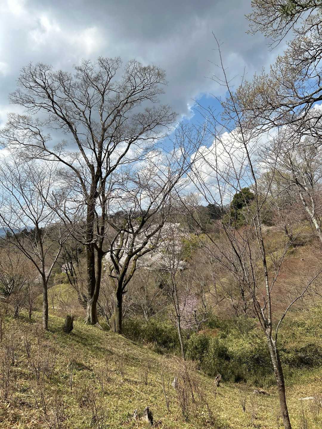 五月山公園大広寺バス停-愛宕神社 縦走コースの写真