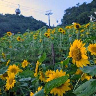 今日のお目当てのひまわり畑に間に合った🌻
太陽は西の空に傾いて来てるので、ひまわりの向きはちょっとバラバラ。