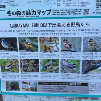 今日は、イカルにしか合えなかった。
バードウォッチング参加しよぉかなあ〜