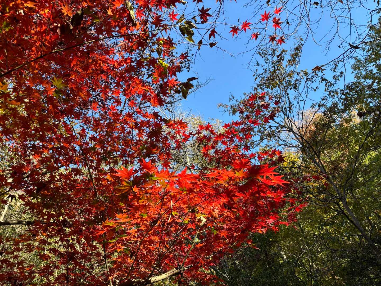 それにしても、もみじがすんごいわっ🍁🍁