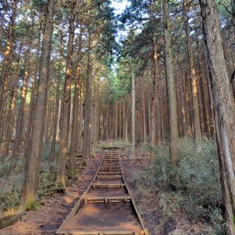 しばらくは森林公園内の散策路を歩く💡
