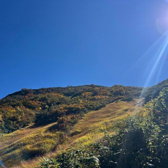 草紅葉してます。