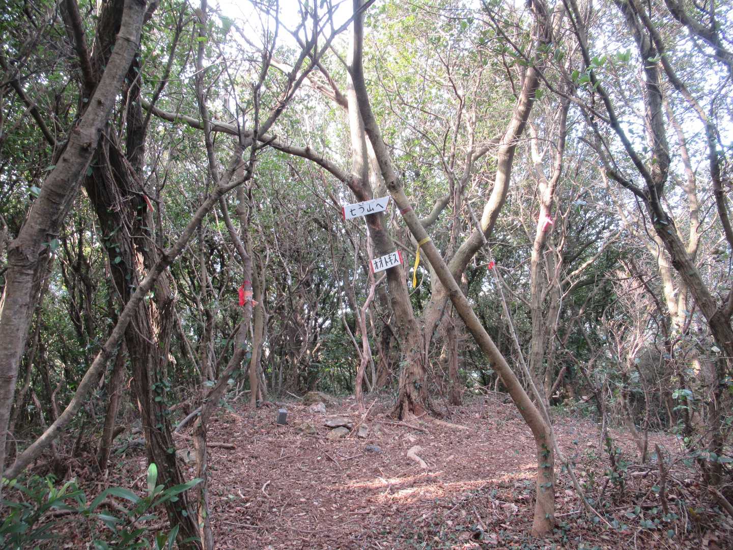 コトギス-すり鉢山-七つ山 往復コースの写真