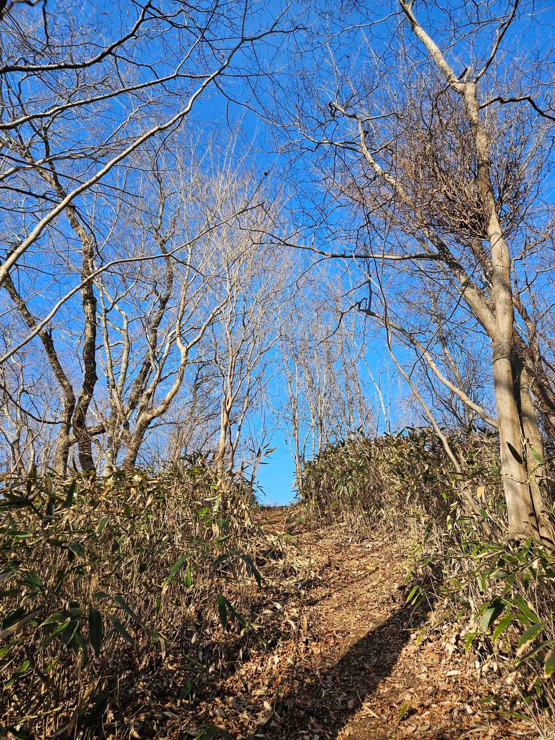往生山登山口-極位峰-往生山 周回コースの写真