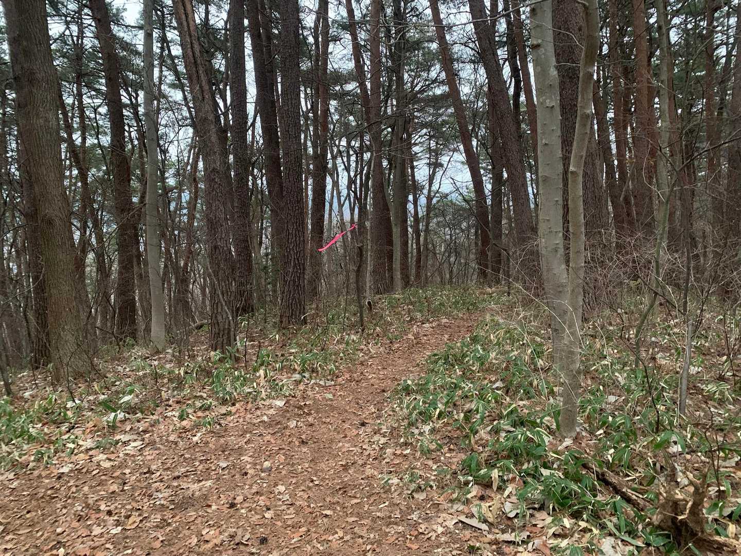 ここで分岐！どっちだー🤔