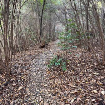 歩きやすい道。追い越したけれど小さな子も歩いていた。