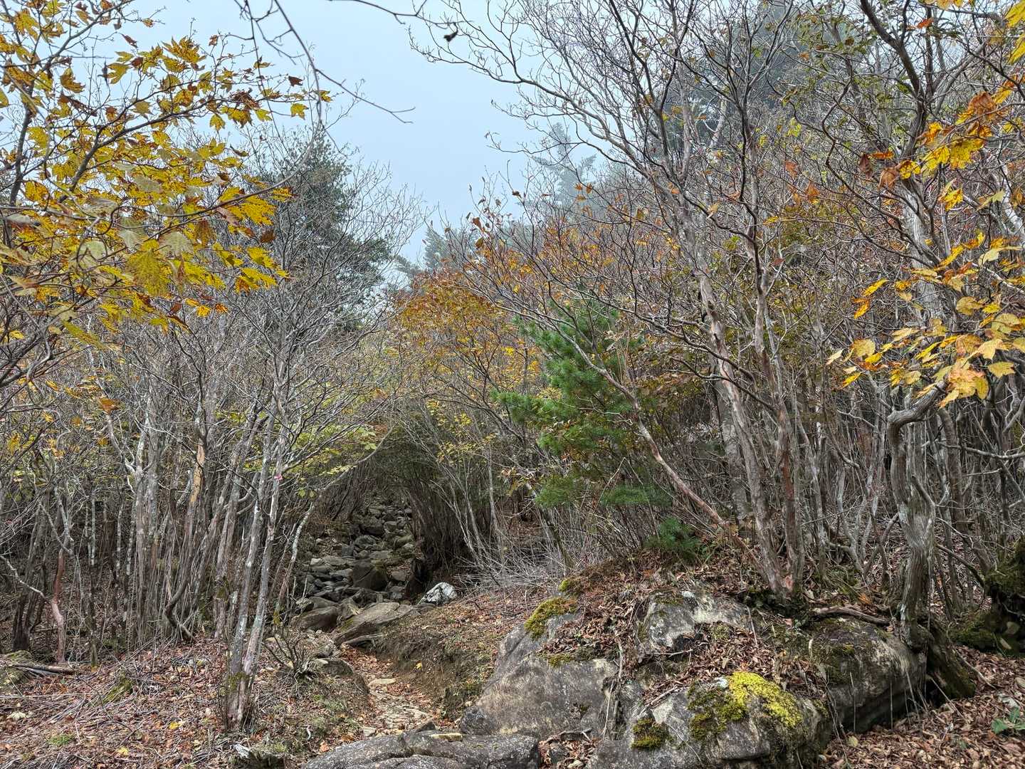 赤石山荘手前からガス☁️